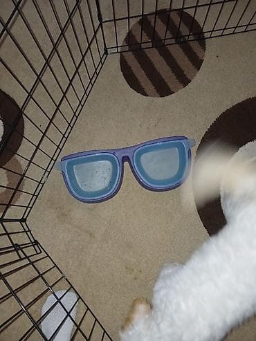 bala pişik: 6 ayliq,pudel cinsidir esl ev itidir,oynagan itdi. Butun baximlari — 8