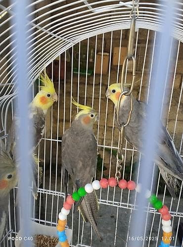 pişik cut: Gəl seç götür apar cütü 70 Azn Tək tək 35-40 Azn yeni Ramanada — 5