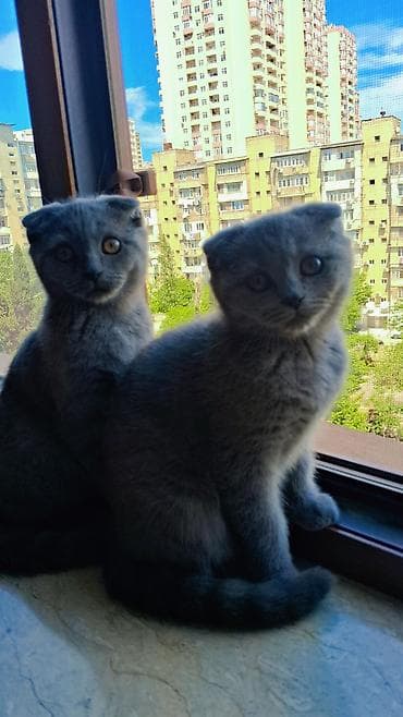 ucuz pisik: Şotland — 5