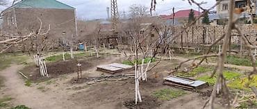 bineqedi heyet: Kənd təsərrüfatı — 2