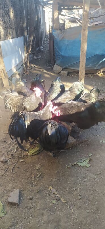 Opel: Allaha haminin malina xeyir versin .Gorduyuvuz avstriloplarin 10 ayliq — 5