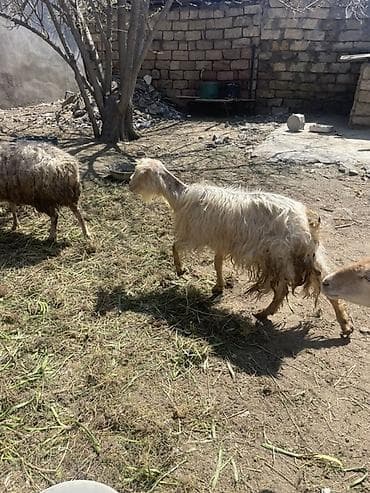 keci aliram: Qoyun və Keçi — təsərrüfat heyvanları - Növ: yerli qoyunlar və uzun — 2