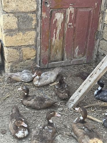 pekin ordekleri: Lavanda Lal ördəyləri, 2aylıq Balalardır. Tam Sağlam ördəylərdir — 5