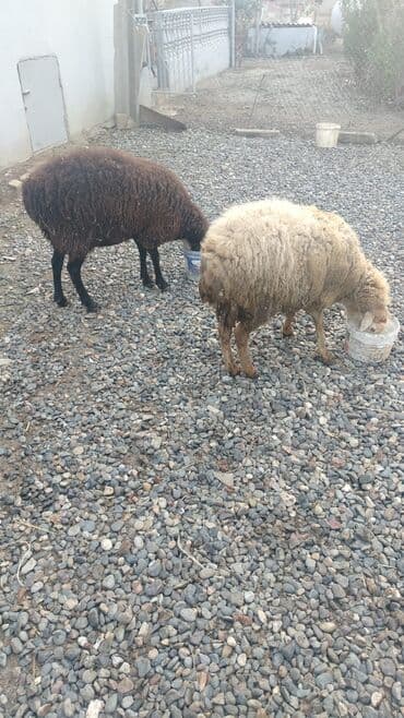 çin aslanı: Satılır: 2 baş qoyun

cavan qoyunlardı — 3