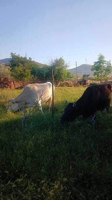 ala inek: Dişi, il: 6, Südlük, Ödənişli çatdırılma — 7