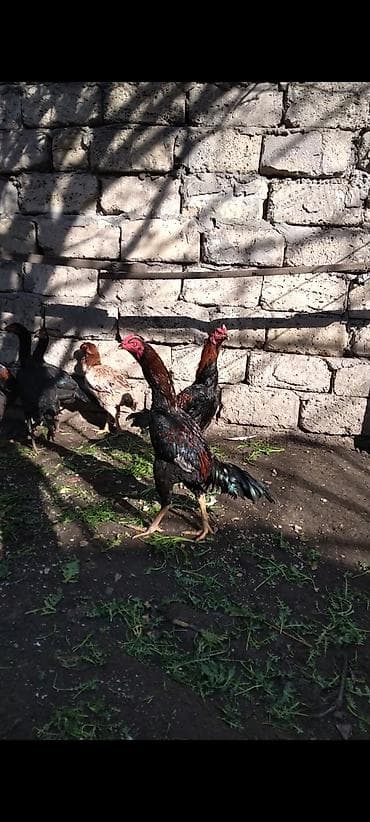 Heyratı beçə satılır cins heyvandı hələ tam ayılmayıb heyvanan başı — 9