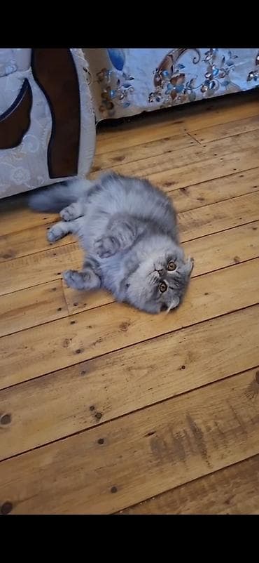 pişik ucun canta: Şotland, Erkək, Dişi — 1