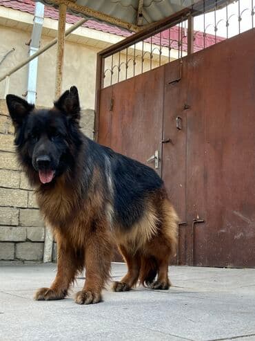 Tofas: Alman çoban iti, 1 ay, Erkek — 4