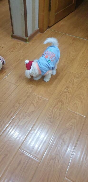 Lincoln: Пудель, 2 месяца, Самка, С прививками — 2