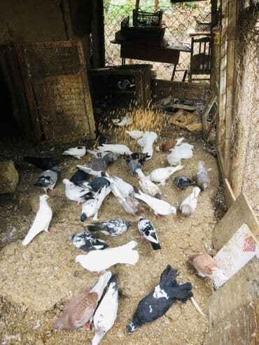 geref quşu: Müxtəlif rənglərə və naxışlara malik ev göyərçinləri mövcuddur. Onlar — 7