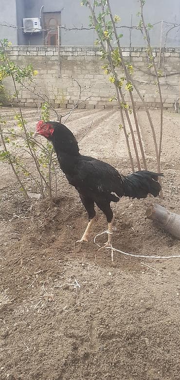 toyuq ayaqi: Toyuq, Damazlıq — 1