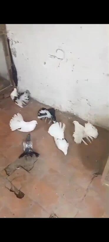 hələb kecilərin qiyməti: Salam pavlik göyərçinləri satılır Rusiya və Alman sortudu bir ədədi — 4