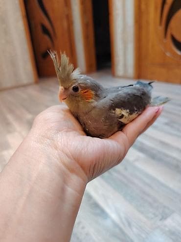 balonka it satilir: Nimfa papuqayı (Cockatiel) – əllə böyüdülmüş, insanla ünsiyyətə açıq — 1