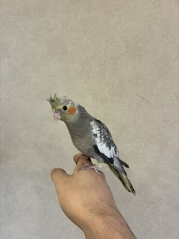 Audi: Teze yemə düşmüş korella balasıdır Ələ öyrətmək üçün əlveirşlidi Bala — 3