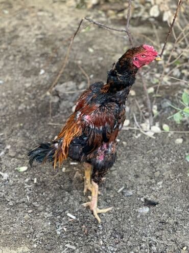 Xoruz, Heyratı, il: 1