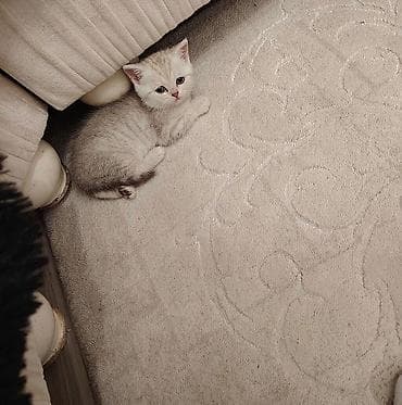 heyvan yemi: Dişi, Ünvandan götürmə — 2