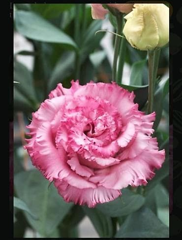 Bitki dərmanları: Lisianthus (Eustoma) fidanları – rəngli kəsim və bağ gülləri Eustoma — 5