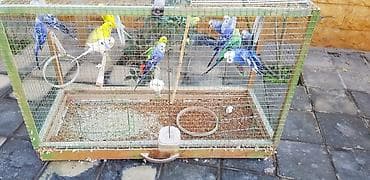 hind quşu cucesi: Papugaylar saglam guslar 6 ayfan yuxari — 6