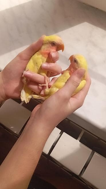 Попугаи: Növ: Sevgili (Lovebird) – Lutino rəng mutasiyası bala quşlar satılır — 2
