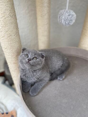 породистые котята даром: Шотландская, Самец, Самка, Самовывоз — 8