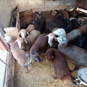 heyvanlara verilən adlar: Salam aleyküm ünvan bakı binə atclık qiymeti 205 mantdan 280 manata — 6