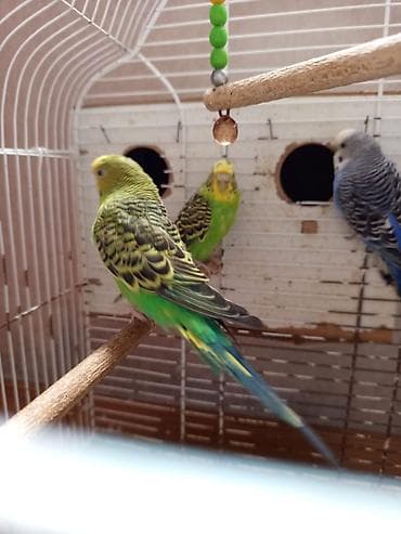 tutuquşu haqqinda melumat: Məhsul: Dalmatin və klassik rəng çalarlarında (yaşıl-sarı, mavi-ağ — 3