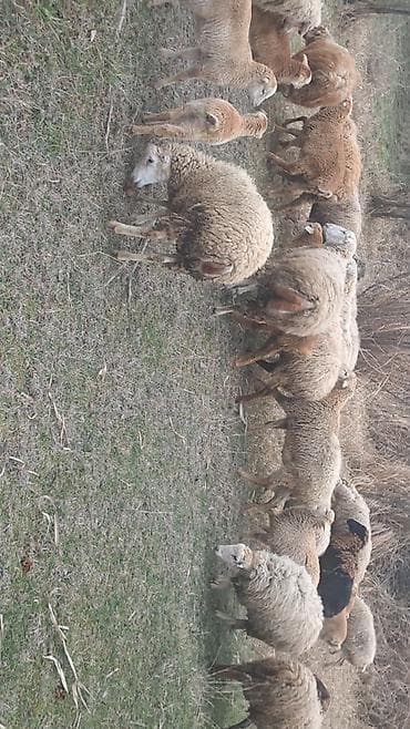 qoyun quzu satilir: Qoyun sürüsü – 6 erkey 2 disi 9 aylliqdilar — 5