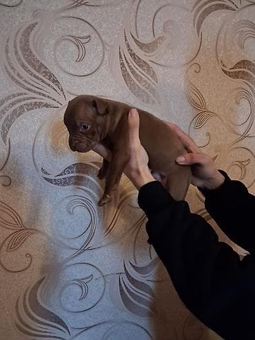 pitbul itləri: Pitbul, 1 ay, Erkek, Peyvəndli — 1