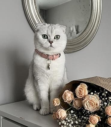 britanski pişik: Elit valideynlərdən ŞOU-KLASS balalar! 💎 Gözəl Şotland (Scottish — 2