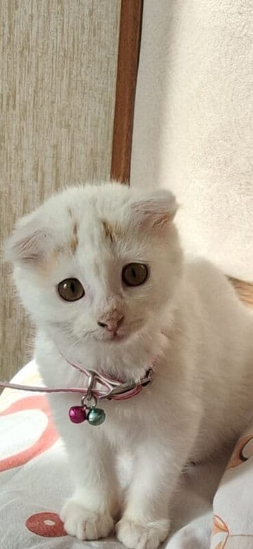 şotland pişiyi etibarlı əllərə verilir: Şotland, Dişi, Yaxşı əllərə, Ünvandan götürmə — 2