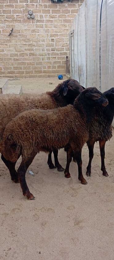 ot satılır: Salam ünvan Bakıin maştağa kendi obşi 3 baş heyvanlar 1 baş qoç 2 — 7