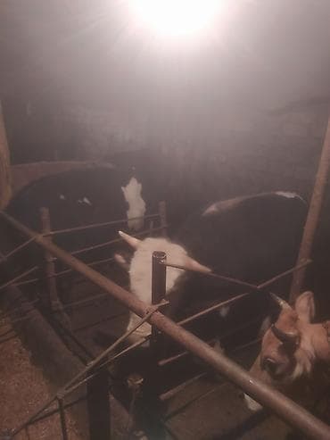 simental inek qiymeti: Inəklər, öküzlər — 8