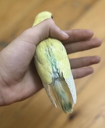 Quşlar: Salam 45 günlük baladı.Tam sağlam və aktiv quşdu. Real alıcıya enditim — 5