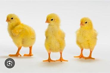 Toyuq cücələri, Ətlik