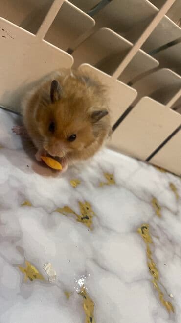 xamyak adlari: Xamyak hemster 3 eded her biseyile birlikde — 2