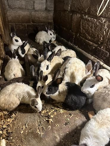 ev dovşanları: Dovşanlar – müxtəlif rənglərdə (ağ, ağ-qara, tünd ləkəli) və yaş — 2