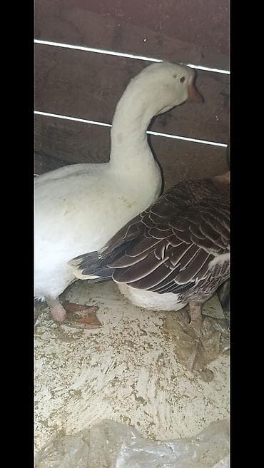 Məhsul: Qazlar (cüt) Təsvir: - Şəkildə iki qaz görünür: biri ağ