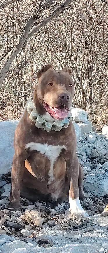 golden it cinsi: Pitbul, 10 ay, Erkek, Peyvəndli — 5