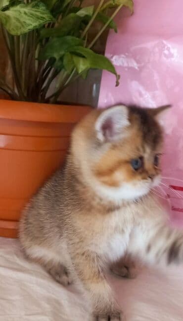 britain pişik: Britan, Erkək, Yaxşı əllərə, Ünvandan götürmə — 3