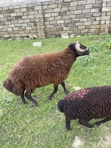 balaca meymun satisi: Mor karaman erkey 1 yaş 4 ayliq heyvan surmeyine soz ola bilmez — 3