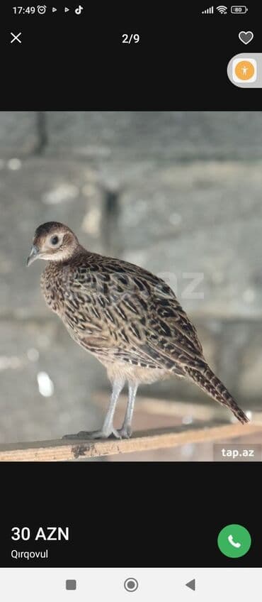 Muncuqlar: Qırqovul – 30 AZN - Cins: Qırqovul (Phasianus colchicus) - Rənglənmə — 2