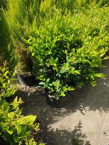 üzüm ağacı: Dekorativ ağaclar gül çiçək qazon torf torpaq ağdaşlar satşi ağacların — 4