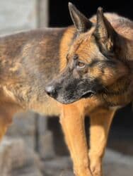 Akvariumlar: Alman çoban iti, 2 il, Erkek, Ünvandan götürmə — 3