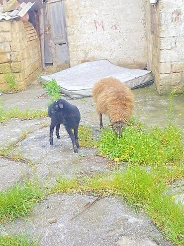 qoyun qrxan: Tecli satlır ana bala cavandıı. 400m. Reyal alcı zg vursunnn — 1