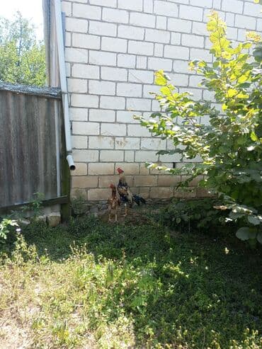 dovşan şekilleri: Xoruz, il: 2 — 1