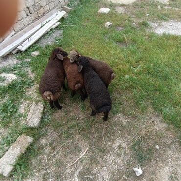 quzu satan: Salam aleykem 4 dene erkey emlik quzum var satq isdiyen buyrsun ünvan — 6