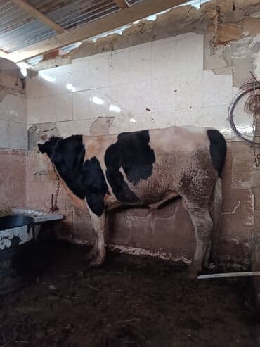 cins ineklerin satisi 2019: Dana, buzov, Erkək, Simental, ay: 1, 345 kq, Ətlik, Damazlıq, Ödənişli çatdırılma, Ünvandan götürmə — 4
