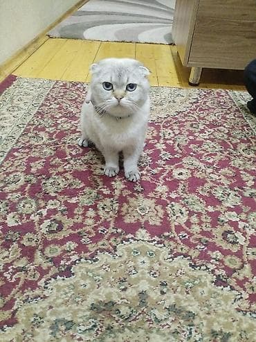 тап аз кошки: Шотландская — 1