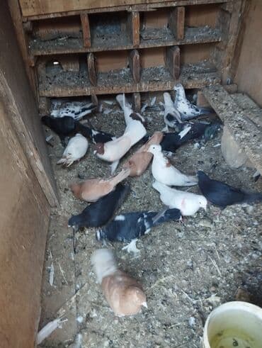 золотистый ретривер цена в баку: 3 sarı bir kekilli boynu güllü Erkey hamsi cutdu — 4