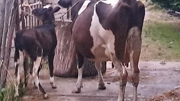 dişi qaz: Iki baş ivanovka sortu inəy satılır birinci qarına doğub o biri üçüncü — 9